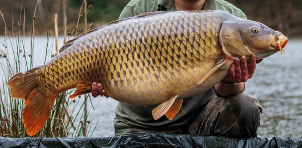 Carp Fishing for Beginners: Your Guide to Landing the Big One